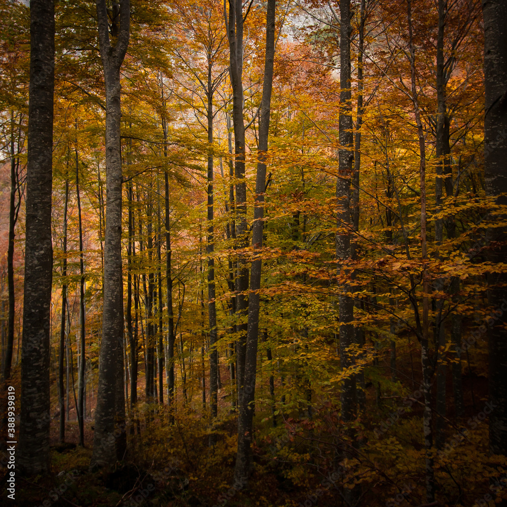 Autumn trees in the woods with colorful foliage, forming a vertical pattern background Autumn trees in the woods with colorful foliage, forming a vertical pattern background