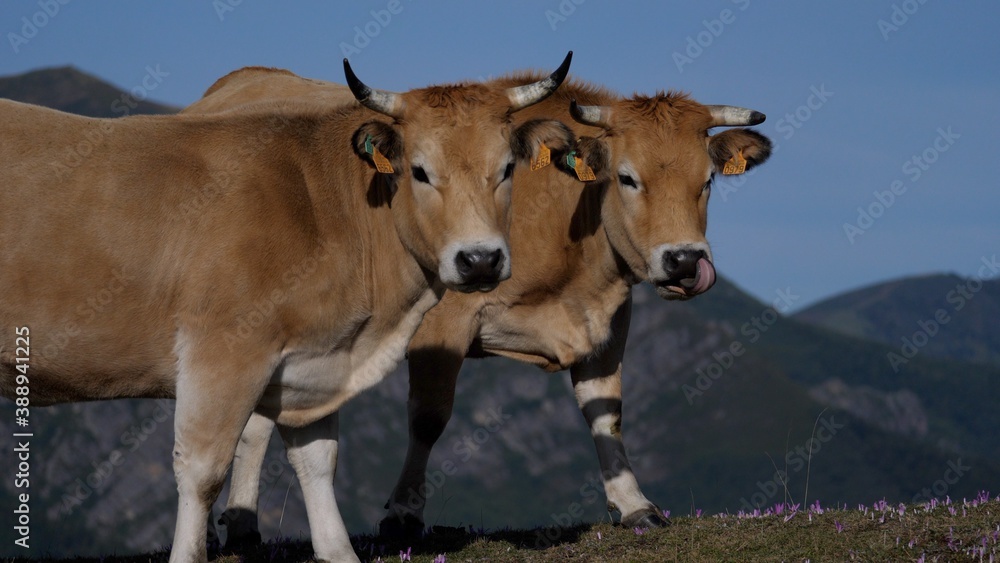 Dos vacas marrones de montaña posan con atención mientras una se relame. Dos vacas marrones de montaña posan con atención mientras una se relame.