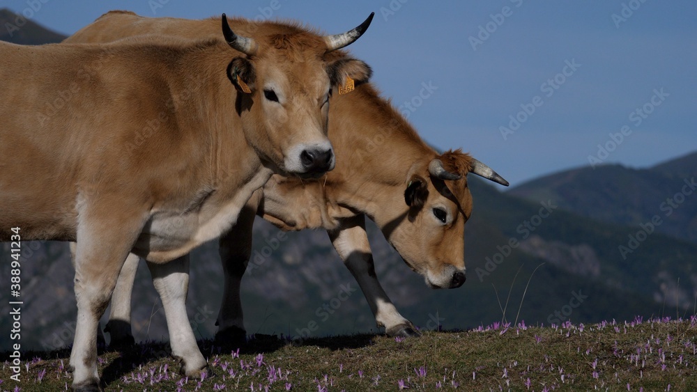 Dos vacas de color marrón, raza asturiana de los valles pasean juntas por la montaña en un primer plano.
