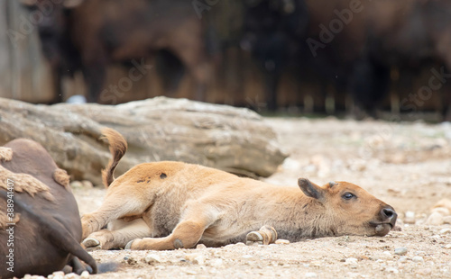 Baby bison resting near mother