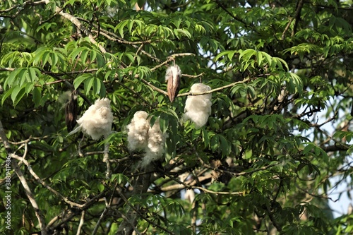 Fototapeta Naklejka Na Ścianę i Meble -  Ceiba pentandra or Kapok, is also known as the Java cotton, Java kapok, silk-cotton or samauma.