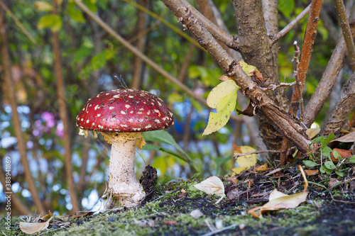 Poisonous mushroom, commonly known as the fly agaric covered with dirt
