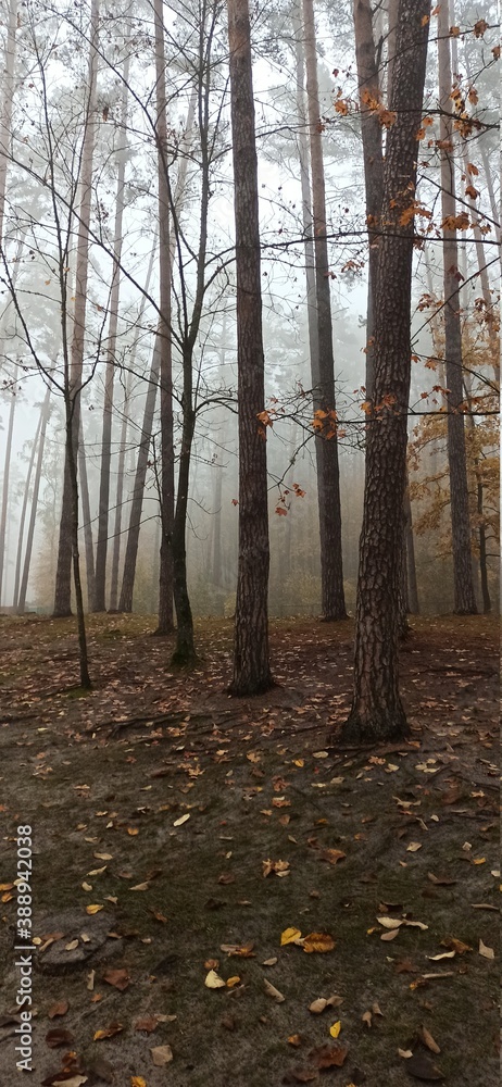 Obraz premium autumn forest in the fog