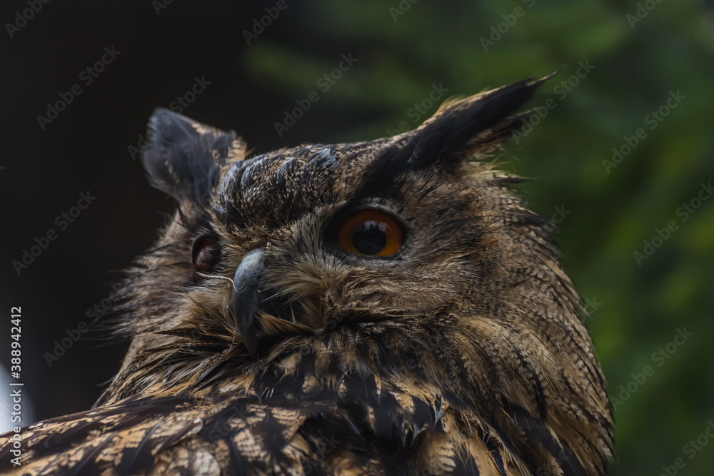 Fototapeta premium owl sits and look in a zoo large