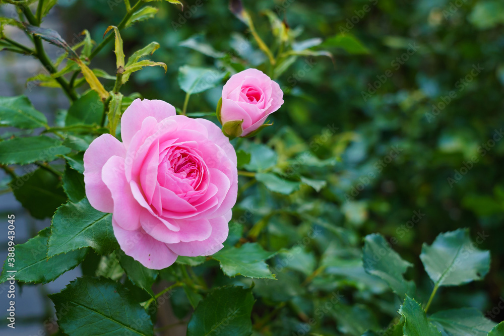 Two delicate roses on a background of green foliage. Two delicate roses on a background of green foliage.
