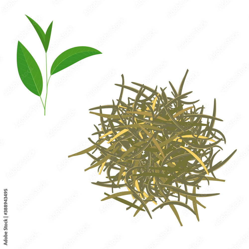 Green tea. Dry tea and green tea leaves. Isolated vector image on white background. Green tea. Dry tea and green tea leaves. Isolated vector image on white background.