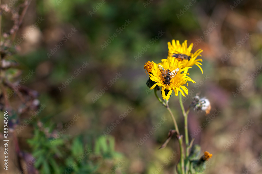 Two bees gathering pollen from yellow autumn flowers Two bees gathering pollen from yellow autumn flowers