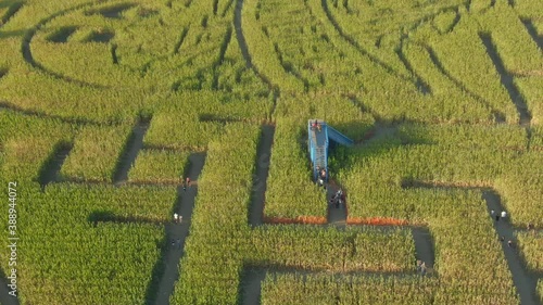 Guinness Book of World Records largest corn maze in Dixon California drone view with people walking photo