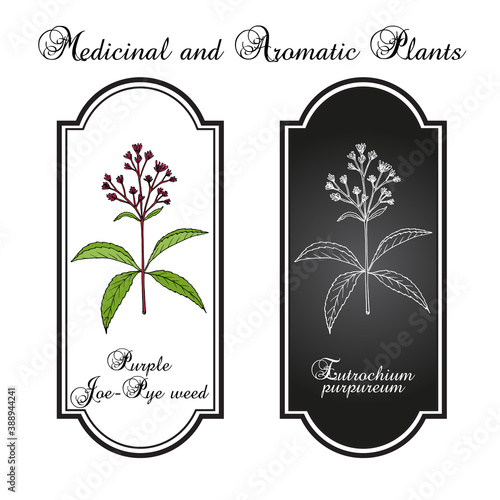 Purple Joe-Pye weed Eutrochium purpureum , or kidney-root, gravel root, medicinal plant