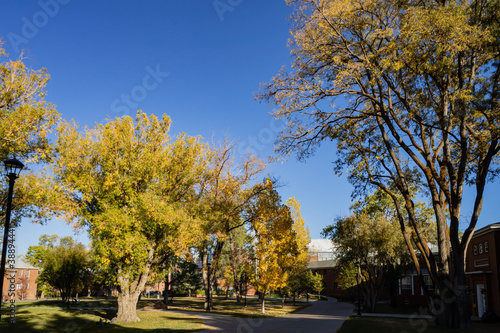 Beautiful fall color around the campus of Northern Arizona University photo