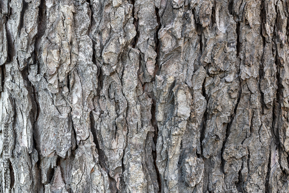 Pine tree bark with rough surface Pine tree bark with rough surface