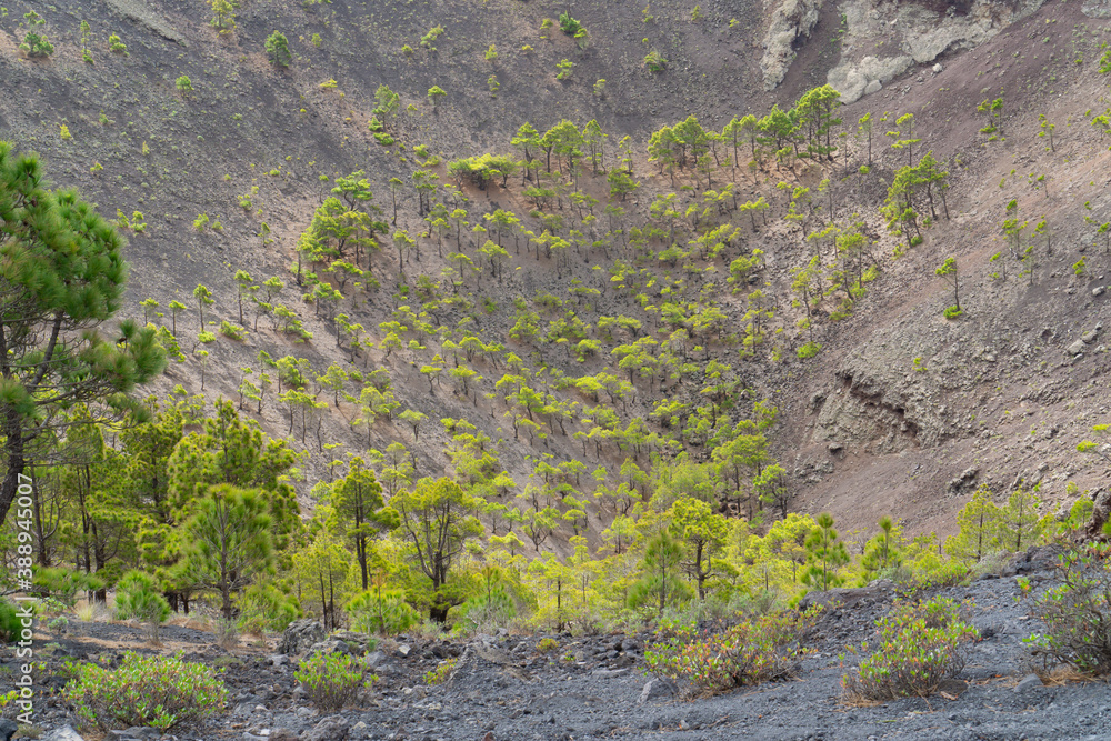 View of the crater of the San Antonio volcano on the Canary Island of La Palma