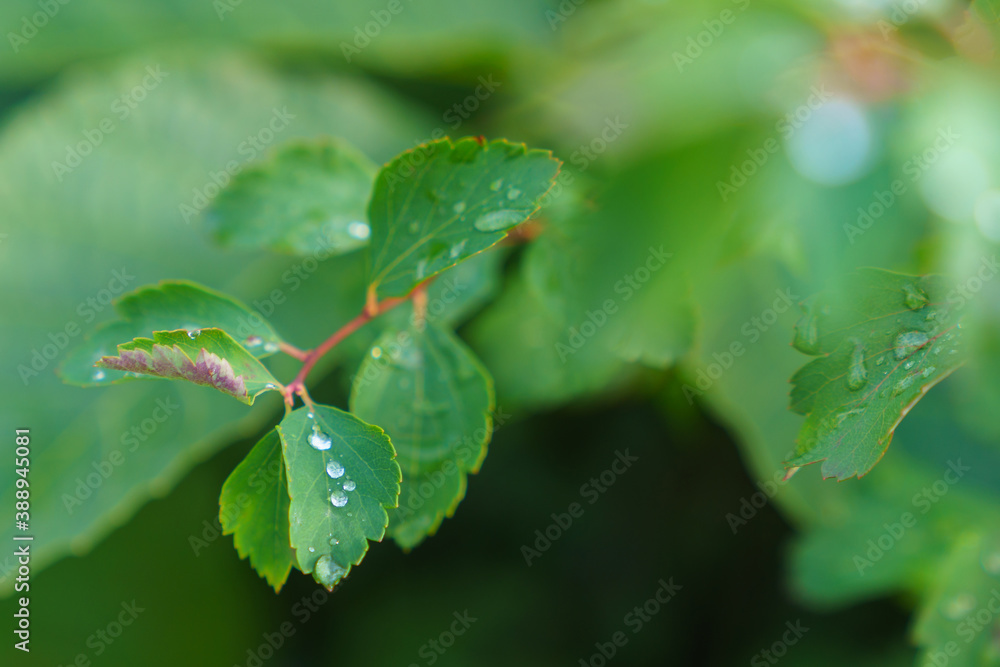 Green leaves of a tree close-up with rain drops. The background is out of focus. Green leaves of a tree close-up with rain drops. The background is out of focus.