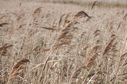 Dry grass autumn brown background