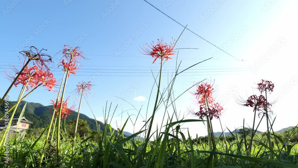 Spider lilies blooming in a desolate farm village Spider lilies blooming in a desolate farm village