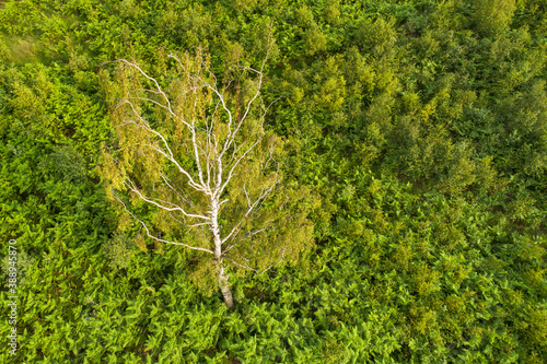 Aerial view of birch tree between ferns, Aamsveen, Overijssel, Netherlands photo