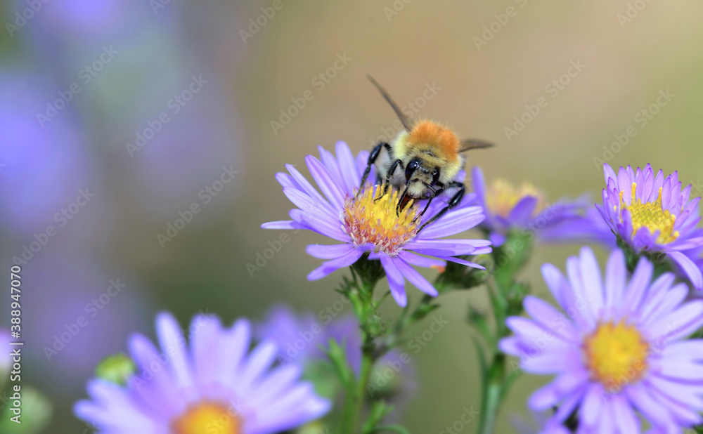 bee of pollen gathering the yellow pistil of a pink aster flowers bee of pollen gathering the yellow pistil of a pink aster flowers