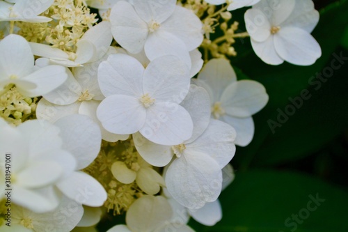 white flowers in the garden