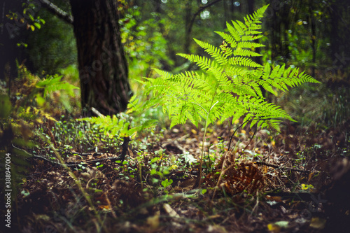Zielona paprotka w lesie © af-mar