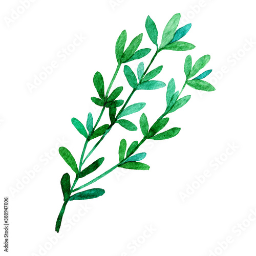 Watercolor thyme isolated on white