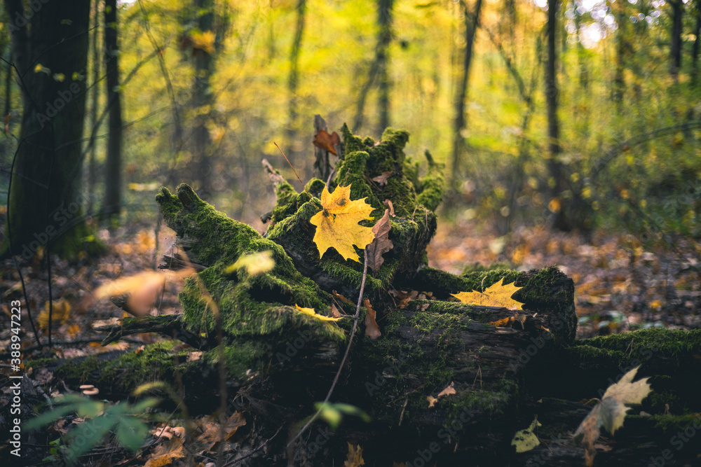 Żółty jesienny liść w lesie - obrazy, fototapety, plakaty 