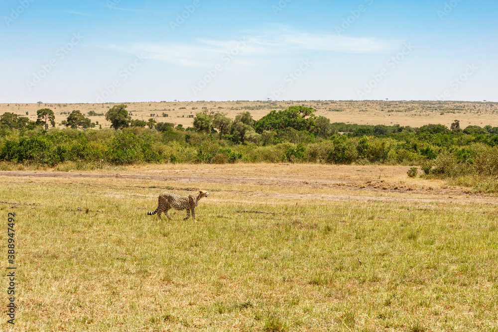 Wild savannah landscape with a Cheetah in Africa Wild savannah landscape with a Cheetah in Africa