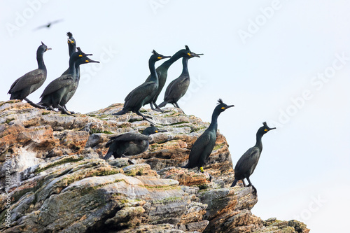 Flock with Shag birds on a rock