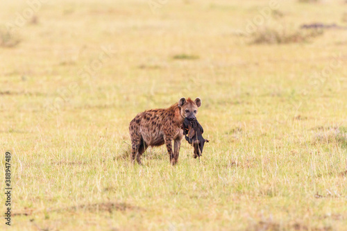 Hyena carrying a prey