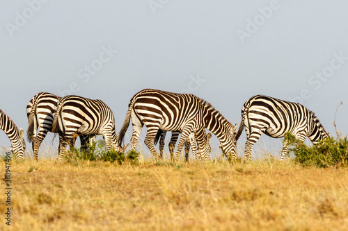 Zebras grazing grass in the savannah
