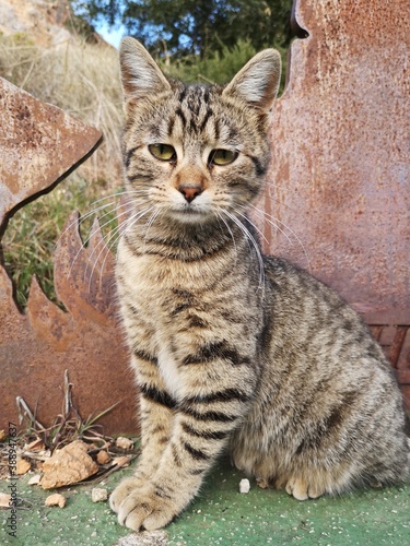 Gato callejero enfadado mirando al objetivo de la cámara. Este gato se encontraba apartado de una vía para hacer ejercicio.