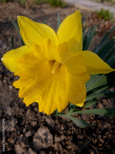 Yellow daffodil in the sunlight in early spring at the dacha