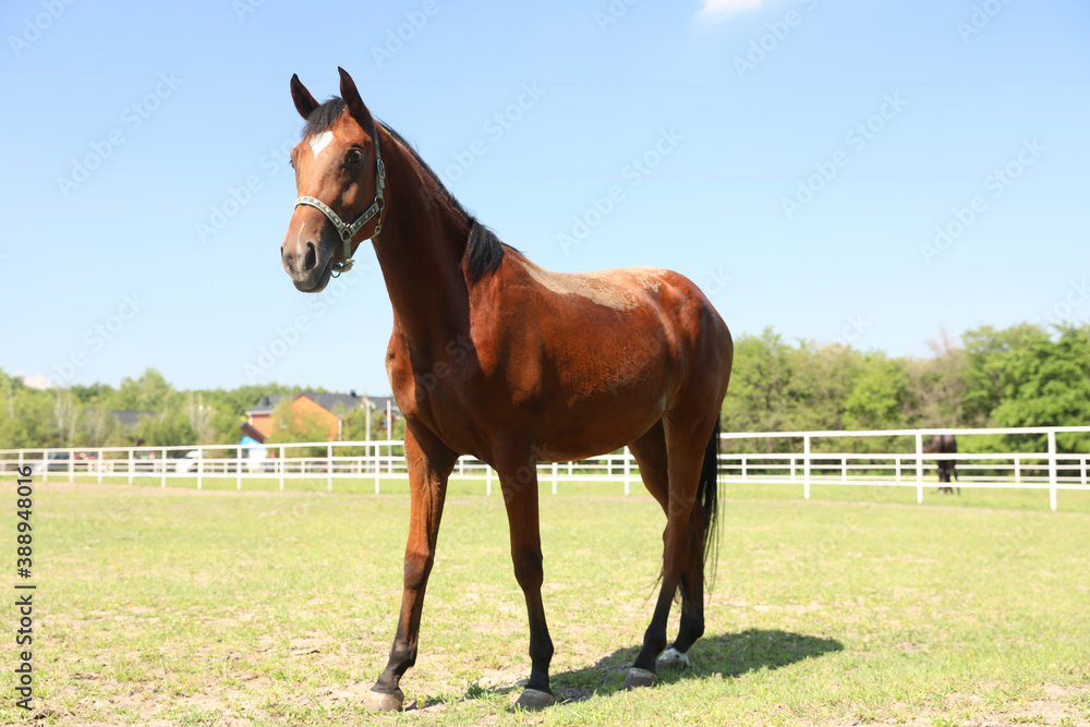 Bay horse in paddock on sunny day. Beautiful pet Bay horse in paddock on sunny day. Beautiful pet