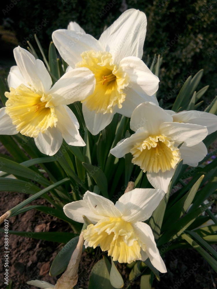 White daffodils in the sun in early spring at the dacha White daffodils in the sun in early spring at the dacha