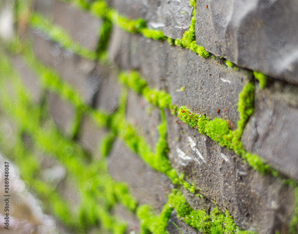 Old stone wall covered green moss Old stone wall covered green moss