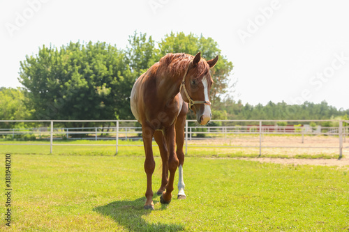 Chestnut horse in paddock on sunny day. Beautiful pet