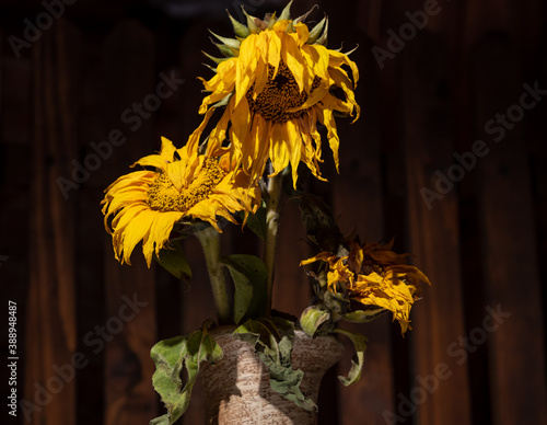 Bild auf Leinwand Still life of withered sunflowers