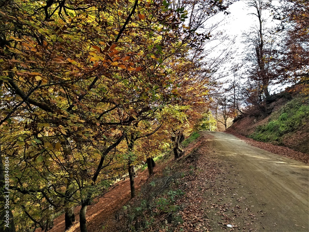 path in autumn