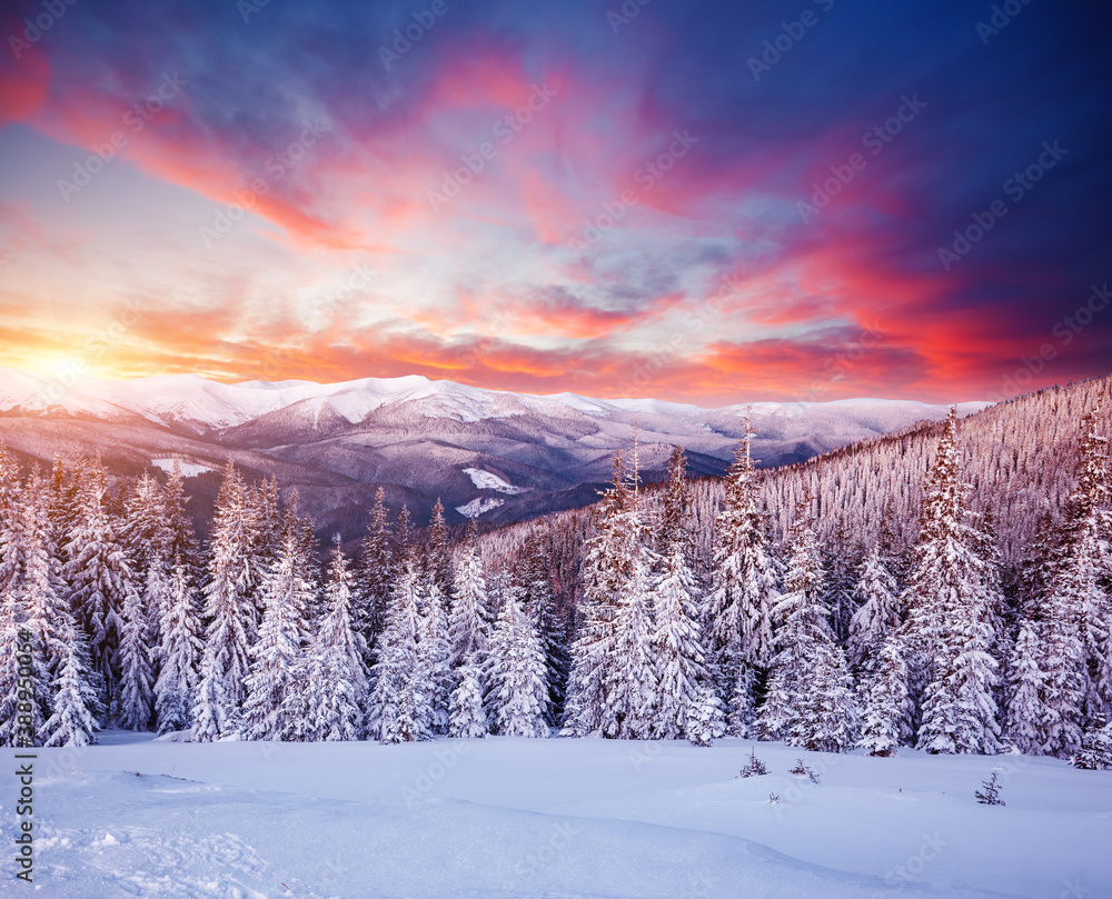 Morning frosty landscape and snowy coniferous forest. Location place Carpathian mountains, Ukraine, Europe. Morning frosty landscape and snowy coniferous forest. Location place Carpathian mountains, Ukraine, Europe.