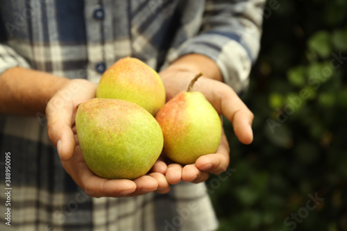 Woman holding fresh ripe pears outdoors, closeup