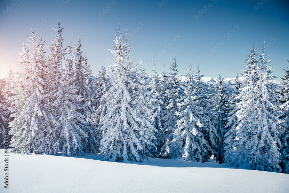 Idyllic white spruces on a frosty day. Location Carpathian mountain.