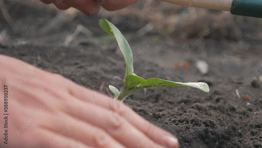The farmer's hand plants seedlings in the soil, a spur of a young plant in the early morning. The way of life in rural areas.Growing vegetables and grains in fertile soil for a healthy diet. The farmer's hand plants seedlings in the soil, a spur of a young plant in the early morning. The way of life in rural areas.Growing vegetables and grains in fertile soil for a healthy diet.
