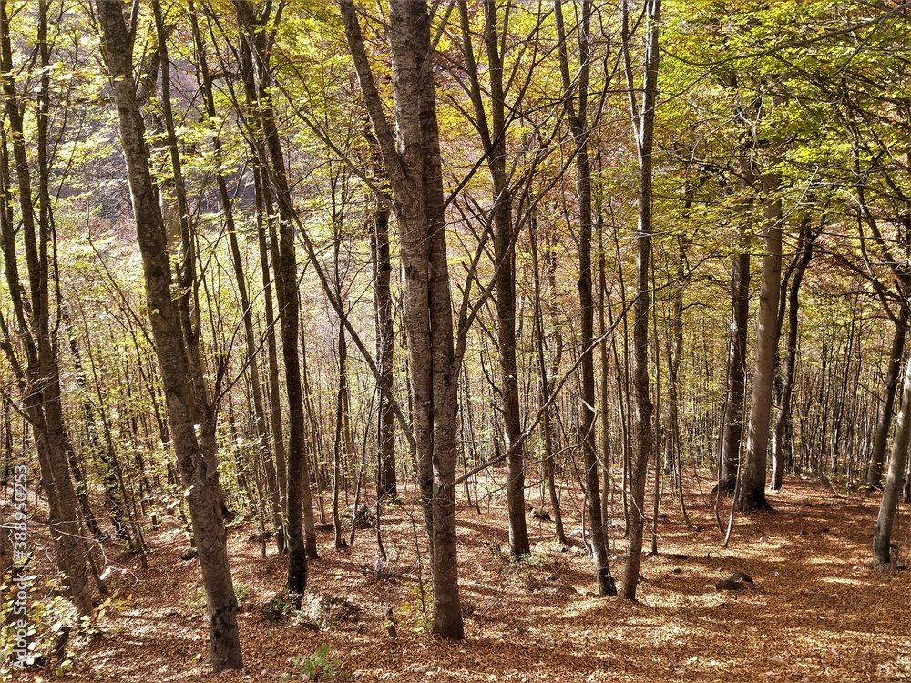 Naklejka premium forest in autumn