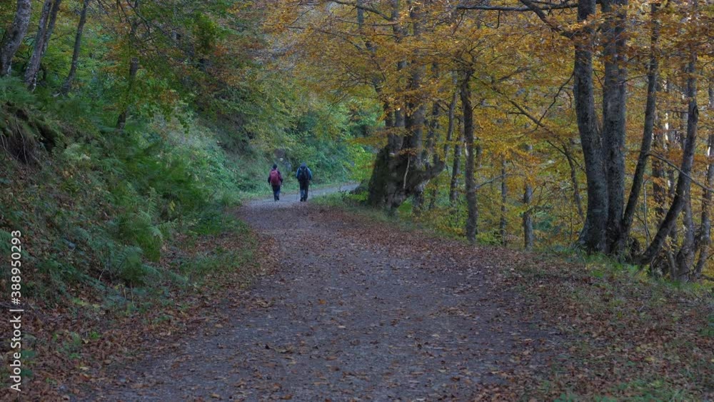 A couple walks along a forest path in search of relaxation and enjoying the autumn, its colors and its sounds A couple walks along a forest path in search of relaxation and enjoying the autumn, its colors and its sounds