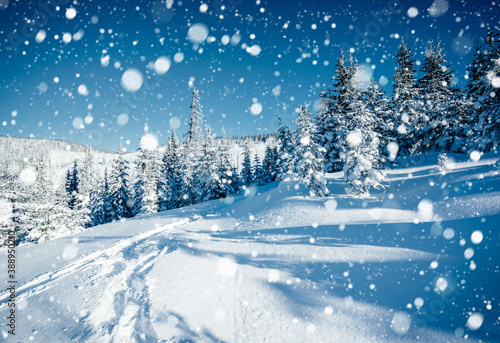 Brilliance snowflakes in snowy coniferous forest. Location place of Carpathian mountains.