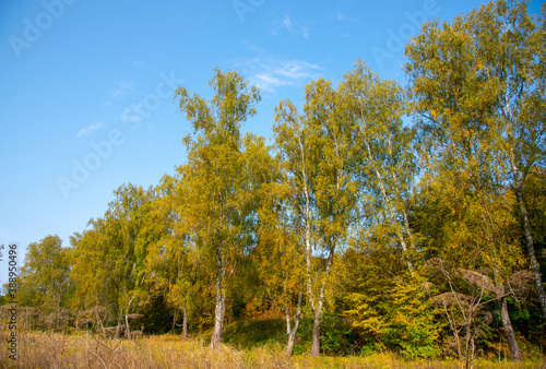 Yellowing autumn birches against a bright blue sky on a Sunny day.