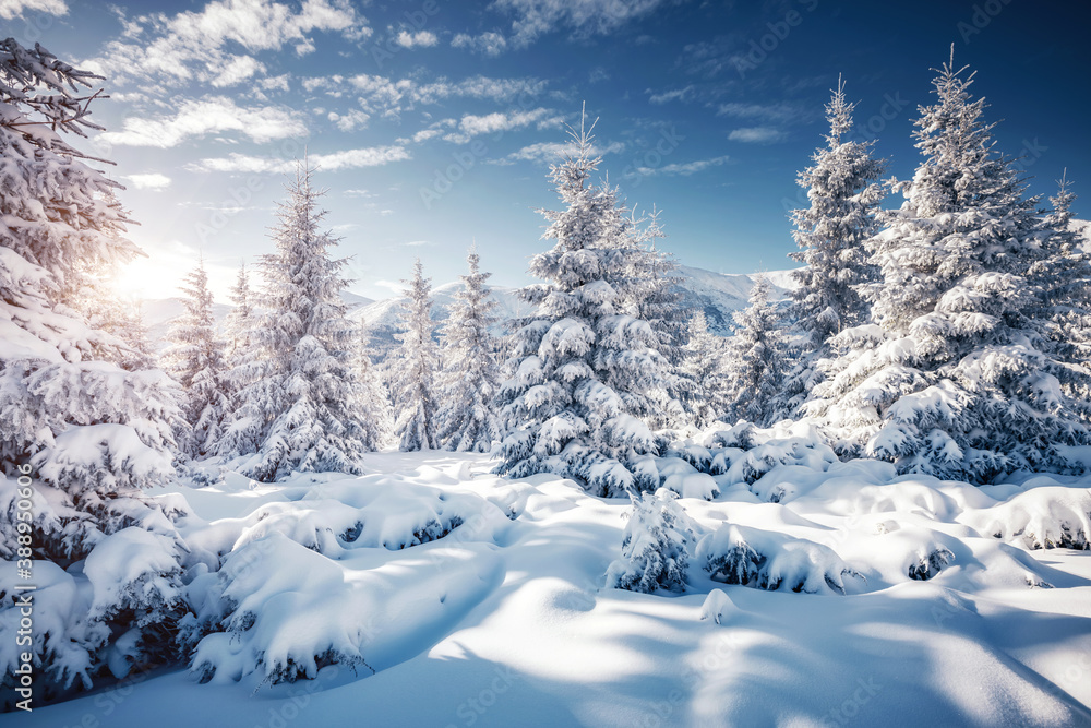 Frosty day in snowy coniferous forest. Christmas holiday concept. Frosty day in snowy coniferous forest. Christmas holiday concept.
