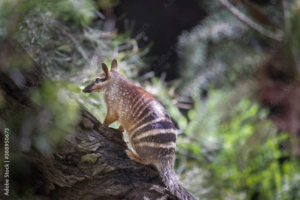 Fototapeta premium Numbat