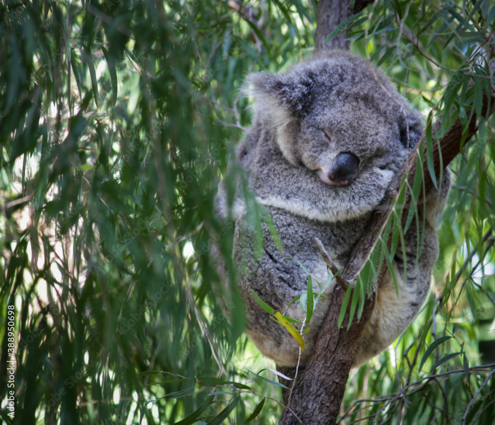 Fototapeta premium Sleeping Koala