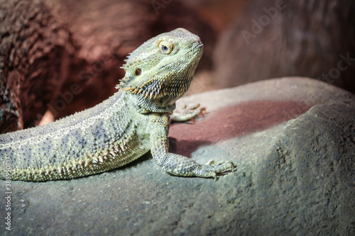 bearded dragon lizard