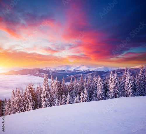 Morning frosty landscape and snowy coniferous forest. Location place Carpathian mountains, Ukraine, Europe. © Leonid Tit